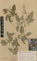 Type of Chenopodium crusoeanum Skottsb. [family CHENOPODIACEAE]