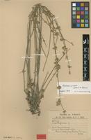 Type of Froelichia lanata (Kunth) Moq. var. laciniata Suess. [family AMARANTHACEAE]