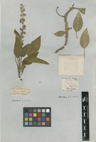 Filed as Phytolacca dioica L. [family PHYTOLACCACEAE]