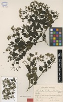 Type of Herodotia haitiensis Urb. & Ekman [family ASTERACEAE]