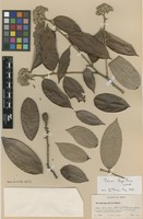 Isotype of Parinari klugii Prance [family CHRYSOBALANACEAE]