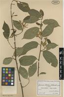 Type of Grewia stolzii Ulbr. [family MALVACEAE]