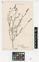 Filed as Antirrhinum junceum [family PLANTAGINACEAE]