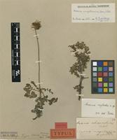 Isolectotype of Acaena neglecta Bitter [family ROSACEAE]