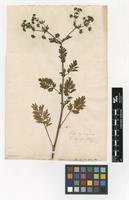 Filed as Potentilla supina L. [family ROSACEAE]