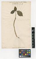 Filed as Pereskia aculeata Mill. [family CACTACEAE]