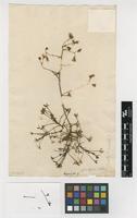Filed as Saxifraga hypnoides L. [family SAXIFRAGACEAE]