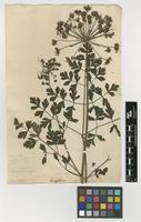 Filed as Peucedanum cnidioides Boiss. & Heldr. [family APIACEAE]