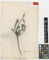 Lectotype of Phylica callosa L.f. [family RHAMNACEAE]