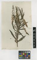 Filed as Lysimachia salicifolia Mill. [family MYRSINACEAE]