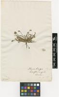 Filed as Plantago loeflingii L. [family PLANTAGINACEAE]