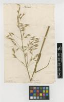 Filed as Avena sativa L. [family POACEAE]