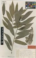 Type of Cinnamodendron angustifolium Sleumer [family CANELLACEAE]