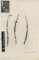 Filed as Oplonia spinosa (Jacq.) Raf. [family ACANTHACEAE]