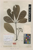 Holotype of Vitex cuneata Thonn. [family LAMIACEAE]