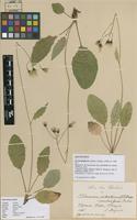 Lectotype of Hieracium integratum Dahlst. ex. Stenstr. subsp. munduliforme Dahlst. [family ASTERACEAE]