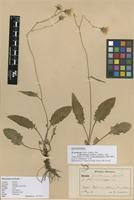 Lectotype of Hieracium prolixum Norrl. f. floccosiceps Johanss. [family ASTERACEAE]