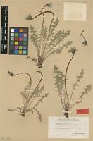 Isolectotype of Taraxacum tortilobum Florstr. [family ASTERACEAE]