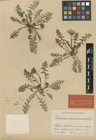 Lectotype of Taraxacum parnassicum Dahlst. [family ASTERACEAE]