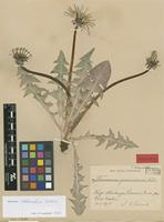 Isolectotype of Taraxacum granvinense Dahlst. [family ASTERACEAE]