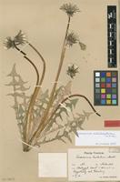 Isolectotype of Taraxacum hastatum Markl. [family ASTERACEAE]