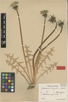 Isolectotype of Taraxacum lingulatum Markl. [family ASTERACEAE]