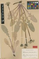 Isolectotype of Taraxacum lucidum Dahlst. [family ASTERACEAE]