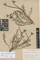 Syntype of Taraxacum rubicundum Dahlst. subsp. monspeliense Dahlst. [family ASTERACEAE]