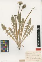 Isotype of Taraxacum obliquilobum Dahlst. [family ASTERACEAE]