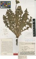 Isolectotype of Taraxacum perlaciniatum Dahlst. [family ASTERACEAE]