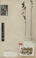 Isolectotype of Casearia eriophora C.Wright ex Griseb. [family SALICACEAE]