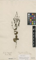 Filed as Duranta erecta L. [family VERBENACEAE]