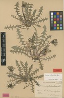 Isotype of Taraxacum stereodes Ekman [family ASTERACEAE]