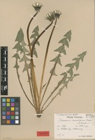 Isolectotype of Taraxacum subcanescens Markl. ex. Puol. [family ASTERACEAE]