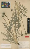 Isolectotype of Taraxacum tenebricans Dahlst. [family ASTERACEAE]