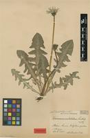 Isolectotype of Taraxacum undulatiforme Dahlst. [family ASTERACEAE]