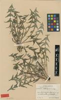 Isotype of Taraxacum vitelliniforme G.E.Haglund [family ASTERACEAE]