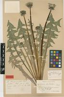 Isolectotype of Taraxacum xanthostigma H.Lindb. [family ASTERACEAE]