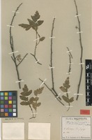 Type? of Thouinia weinmanniifolia Griseb. [family SAPINDACEAE]