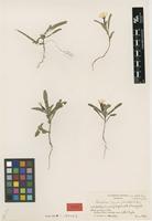 Isotype of Ipomoea ephemera Verdc. [family CONVOLVULACEAE]