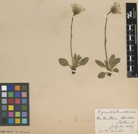 Syntype of Hieracium graniticola W.R.Linton [family ASTERACEAE]