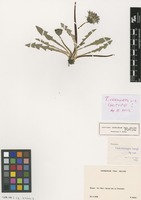 Isotype of Taraxacum crassiceps Soest [family ASTERACEAE]