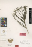 Isotype of Linum cratericola Eliasson [family LINACEAE]