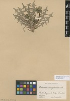 Syntype of Taraxacum acroglossum Dahlst. [family ASTERACEAE]