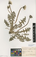Syntype of Taraxacum croceiflorum Dahlst. [family ASTERACEAE]
