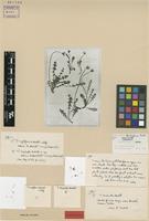 Isolectotype of Taraxacum brachyglossum Dahlst. [family ASTERACEAE]