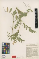 Isotype of Lathyrus delnorticus C.L.Hitchc. [family FABACEAE]