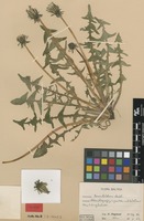 Syntype of Taraxacum tumentilobum Markl. [family ASTERACEAE]