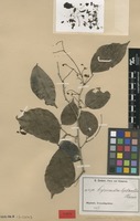 Isotype of Cynometra leptantha Harms [family FABACEAE]