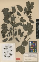 Isotype of Brachystegia cynometroides Harms [family FABACEAE]